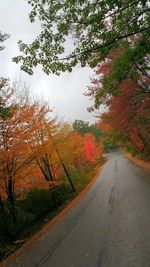 Road passing through forest