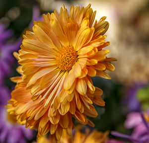 Artistic floral colorful orange chrysanthemums. vertical view