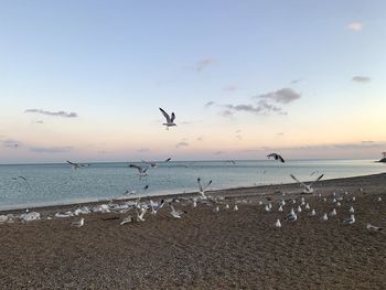 Seagulls flying over beach against sky