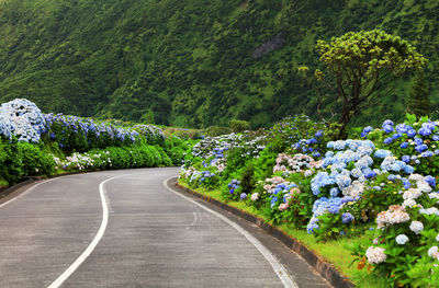 Road amidst plants and trees