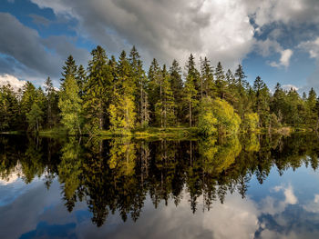 Reflection of trees in lake