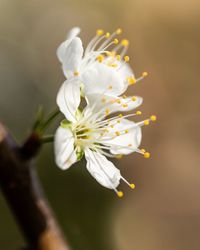 Close-up of white cherry blossoms 