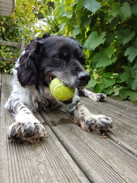 Close-up of dog with ball in mouth