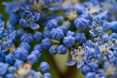 Close-up of blue flowering plants