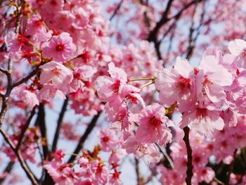 Close-up of cherry blossom
