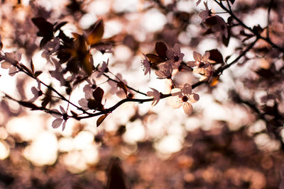 Close-up of cherry blossoms on branch