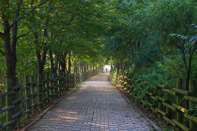 Footpath amidst trees in forest