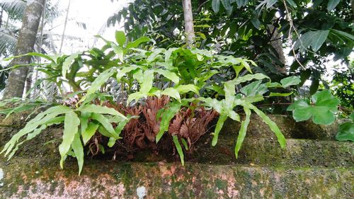 Close-up of fresh green plants