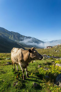 View of a horse on mountain against sky