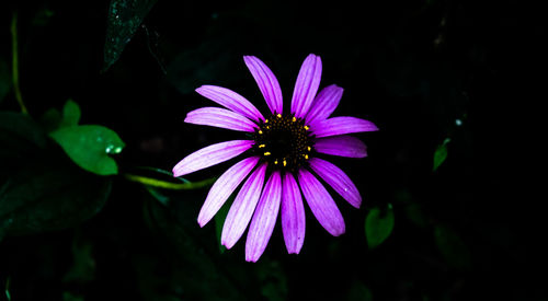 Close-up of purple flower