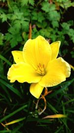 Close-up of yellow flower