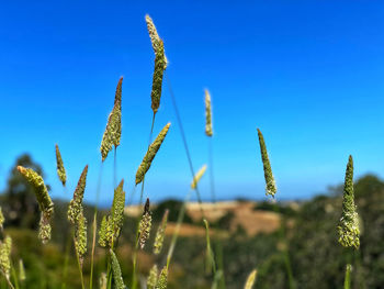 plant