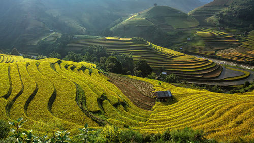 High angle view of rice field