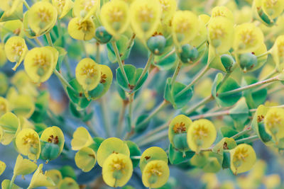 Close-up of yellow flowering plants