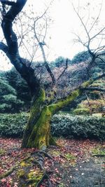 Bare trees on landscape