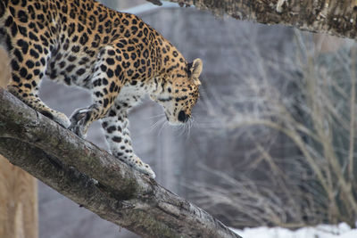 Jaguar climbing down tree looking away