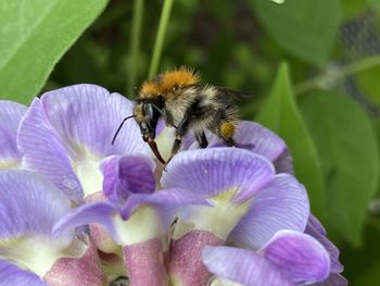 Close-up of bee pollinating on purple flower