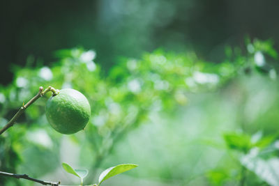 Close-up of fruits on tree