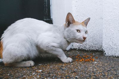 Close-up of a cat looking away