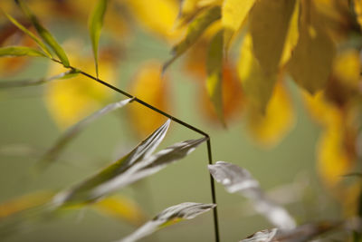 Close-up of fresh plant