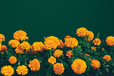 Close-up of yellow flowers