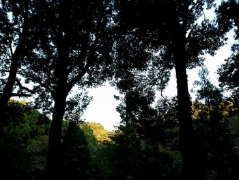 Low angle view of silhouette trees against sky