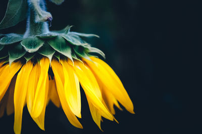 Close-up of yellow flower against black background