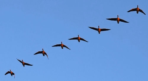 Low angle view of birds flying in sky