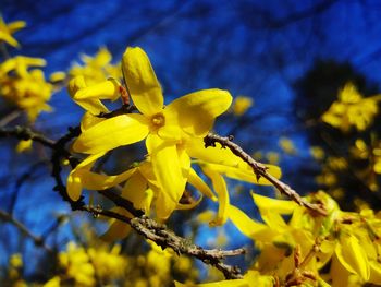 Close-up of yellow flowering plant