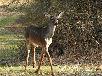 Portrait of deer standing on field