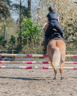 Rear view of horse on the ground