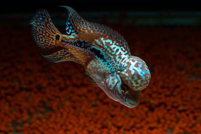 Close-up of fish swimming in sea