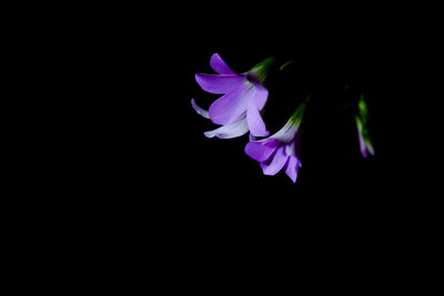 Close-up of purple flower against black background