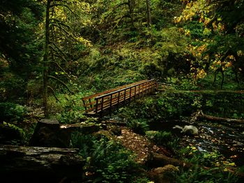 Footbridge in forest