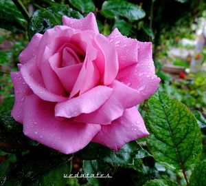 Close-up of wet pink rose blooming outdoors