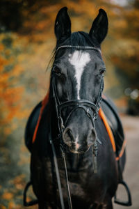 Close-up portrait of horse