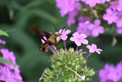 Close-up of butterfly pollinating on pink flowering plant