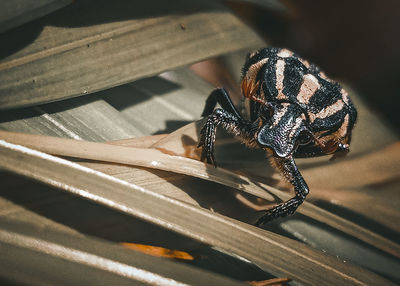 Close-up of butterfly on wood