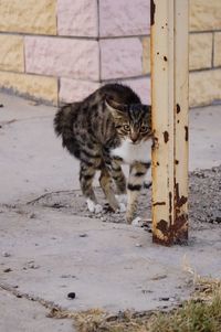 Close-up of a outdoor cat 