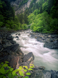 Scenic view of river in forest