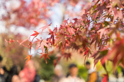 Close-up of cherry blossom on tree during autumn