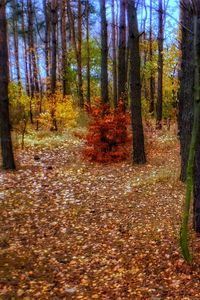 Trees in forest during autumn