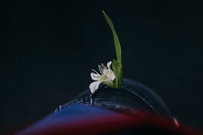 Close-up of white flower against black background