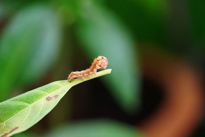 Close-up of insect on leaf