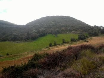 Scenic view of field against clear sky