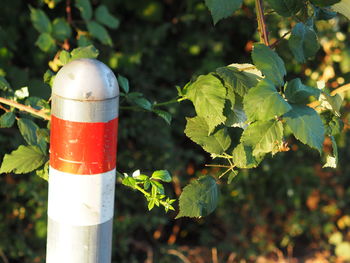 Close-up of green plant on wooden post