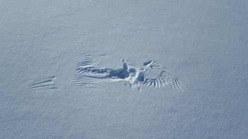 High angle view of bird wing prints on snow covered field