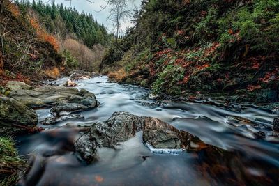 River amidst trees in forest