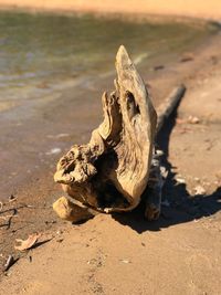 Close-up of wood on sand at beach