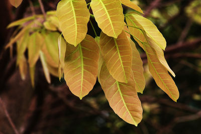 Close-up of leaves